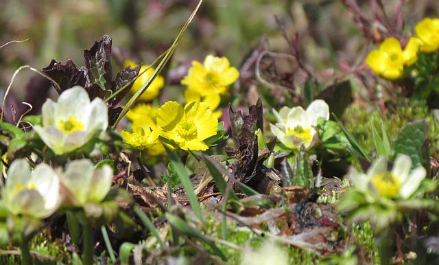 mountain meadow buttercup