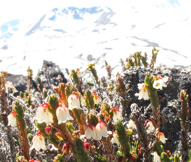 alpine heather