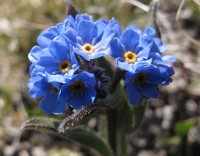 alpine forgetmenot 2