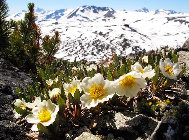 mountain avens