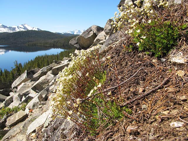 spotted saxifrage