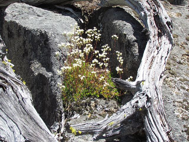 spotted saxifrage in halo of wood