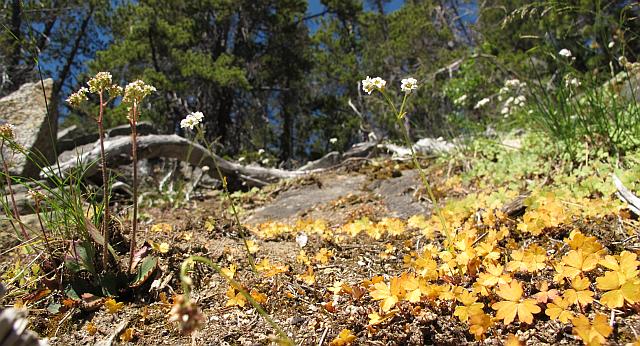 suksdorfia ranunculifolia