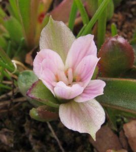 pygmy lewisia, lewisia pygmaea