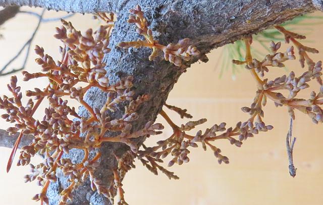 pine mistletoe