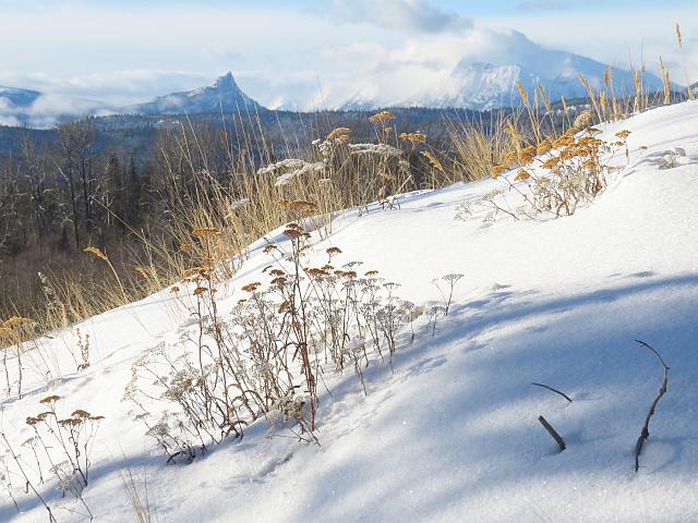 a yarrow on dunes