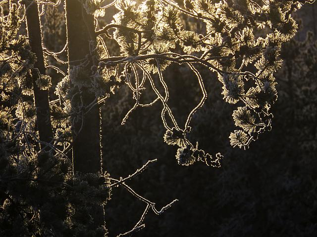 backlit hoarfrost