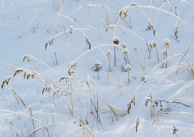 grasses dancing in the snow