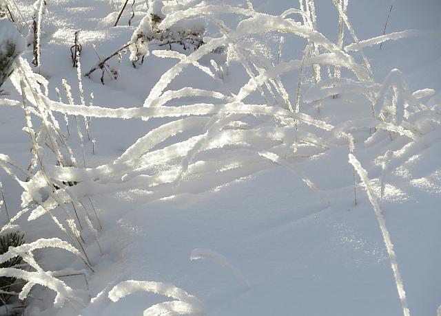 sunlight filtered by snow