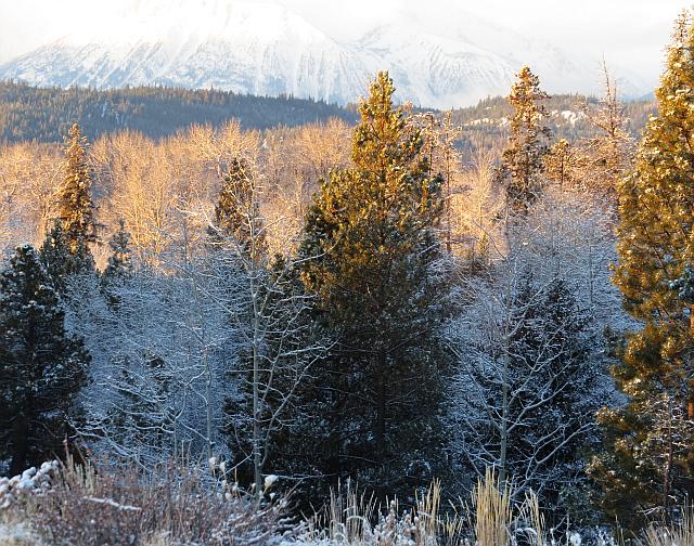 december morning at Ginty Creek