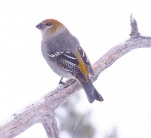 pine grosbeaks, female