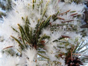 cyrystals on pine needles