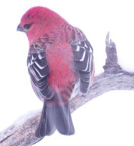 male pine grosbeak