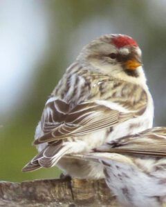 common redpoll