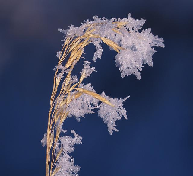 grass and ice crystals