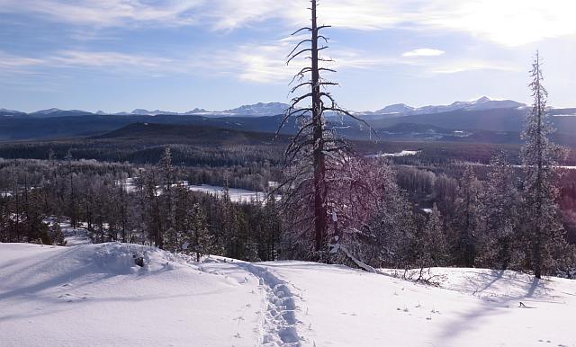 snowshoe tracks