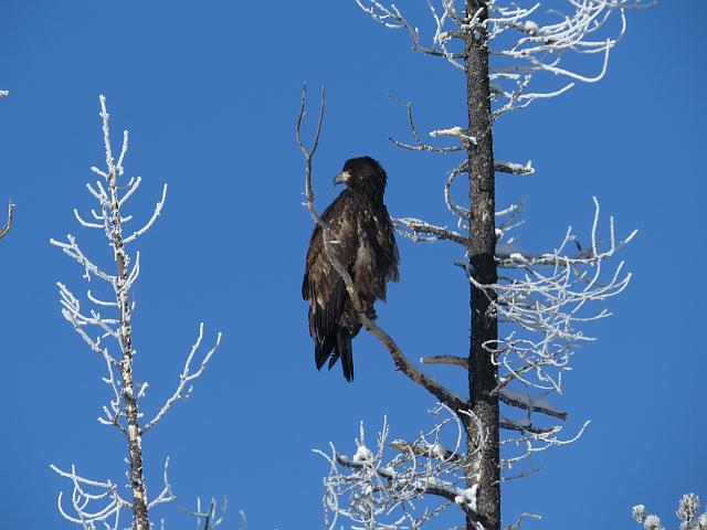 immature bald eagle