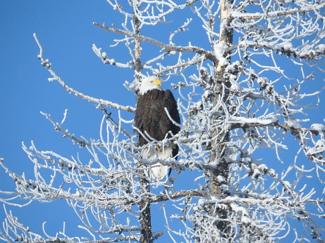 mature bald eagle