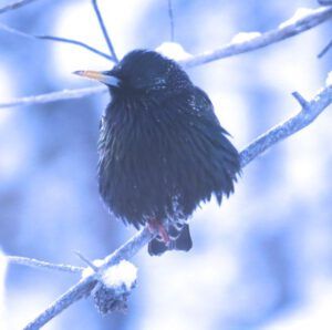 8. Starling jpg