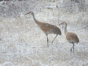 sandhill cranes