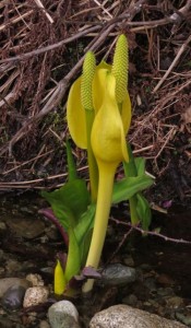 a5 skunk cabbage