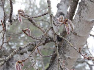 aspen catkins