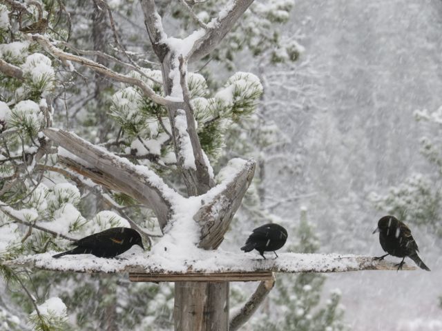 c blackbirds