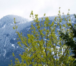 Fraser Canyon