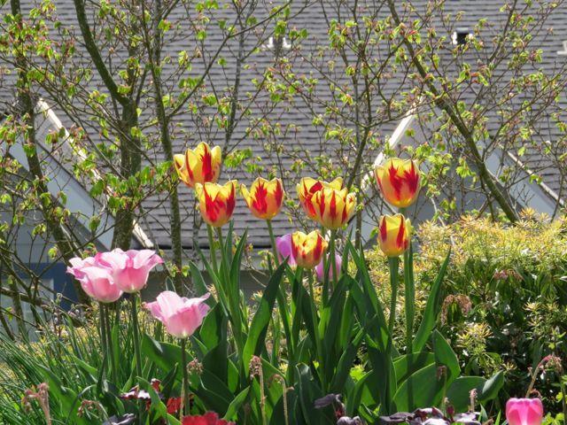 g tulips 1