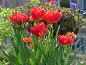 g tulips 2