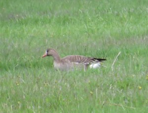 white-fronted goose