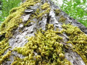 balsam poplar