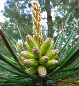 male pine blossom