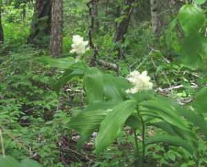 solomon seal, false