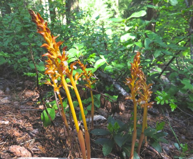 spotted coral root orchid