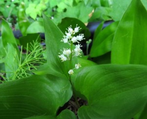 false lily-of-the-valley