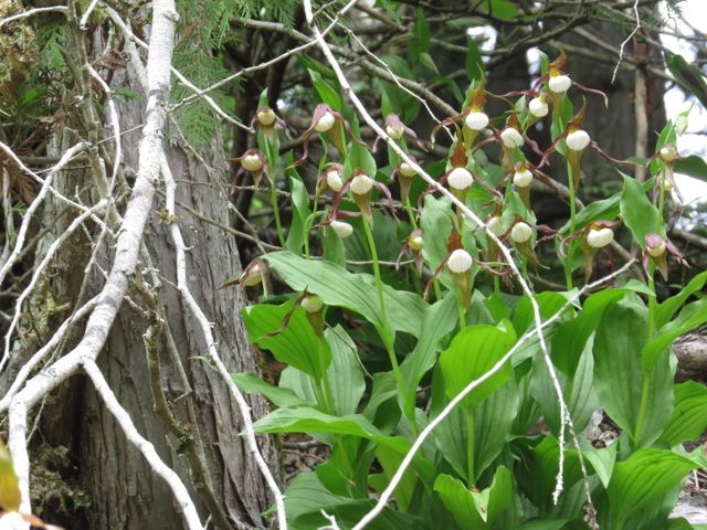 mountain Lady slipper orchid