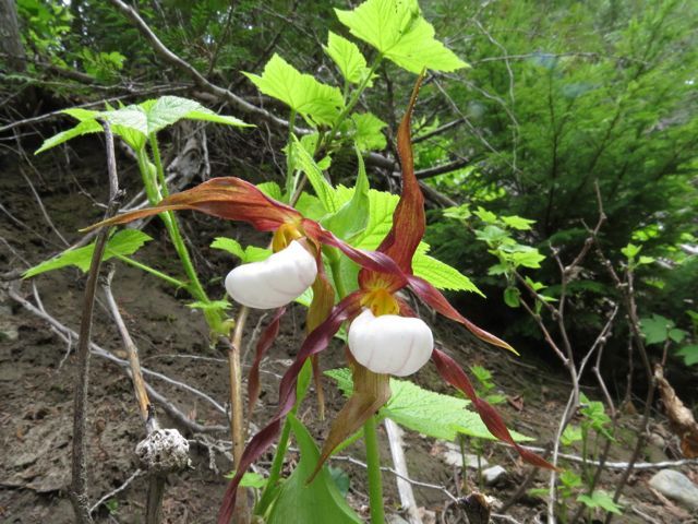 mountain lady-slipper orchid