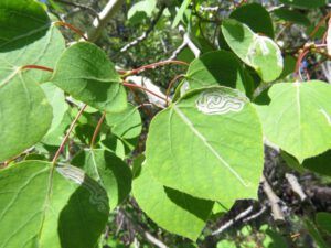 aspen leaf miners