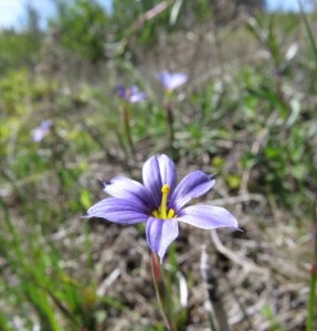 j blue-eyed grass