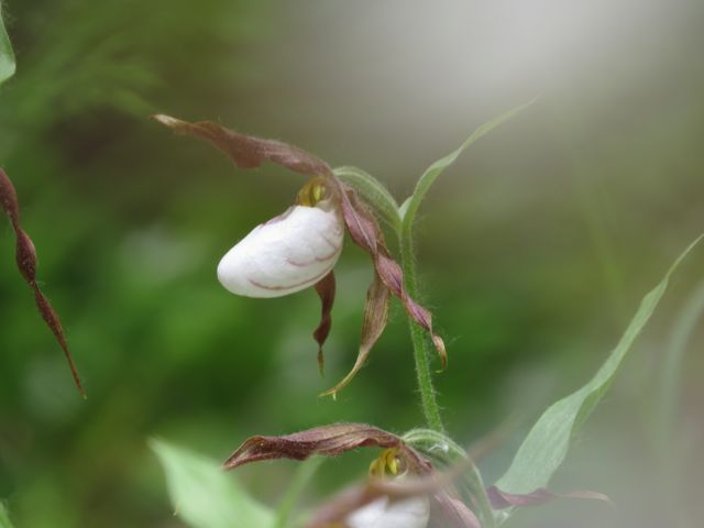 white mountain lady's slipper orchid