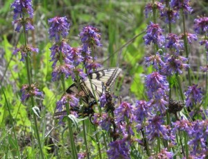 swallowtail on few-flowered penstemon