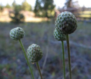 4. anemone seedheads