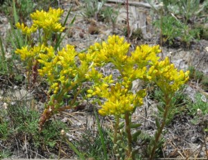 lance leaved stone crop