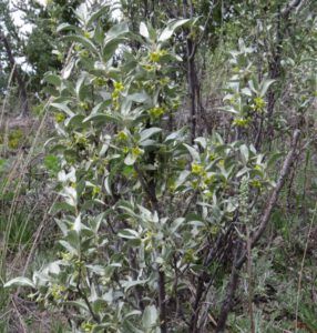 wolf willow