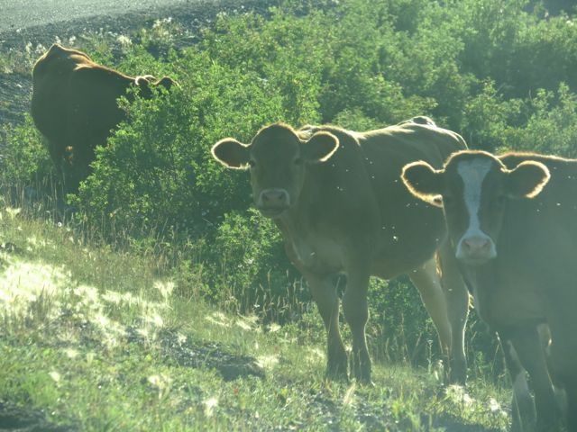 cows on highway 20