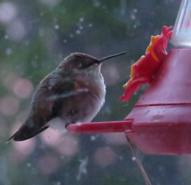 cold hummingbird