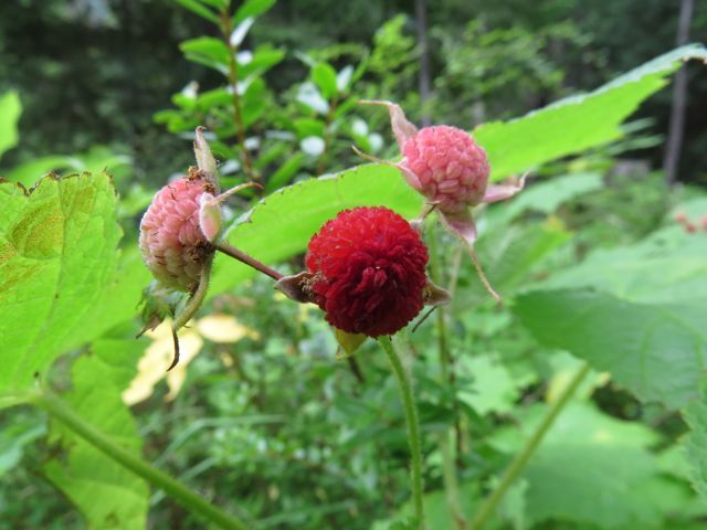 berries of thimbleberry