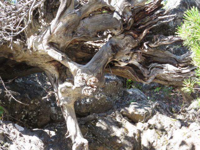 7 tree root