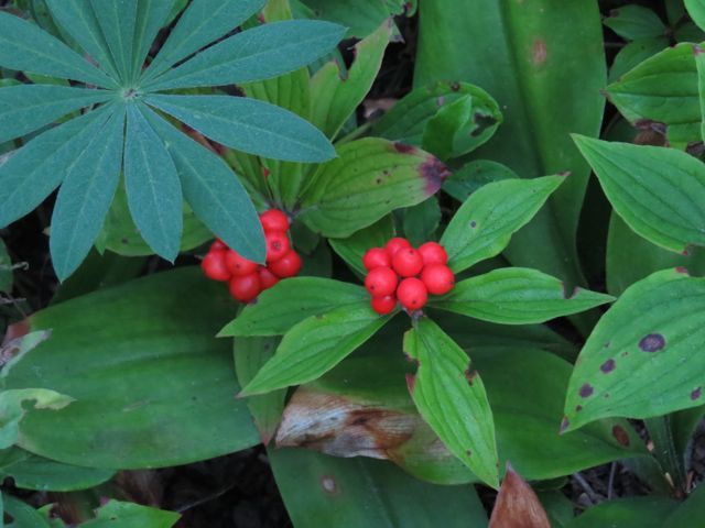 lupin leaf and bunchberry